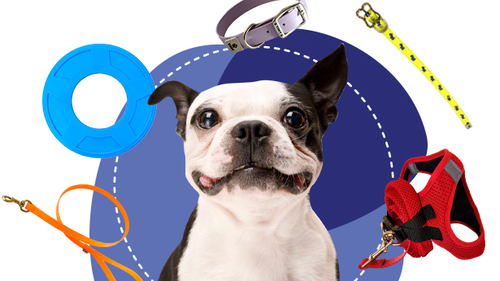 ACCESORIOS PARA PERROS