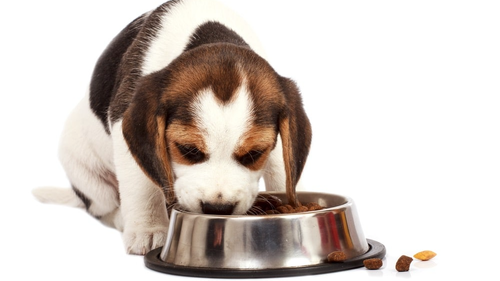 COMEDEROS Y BEBEDEROS