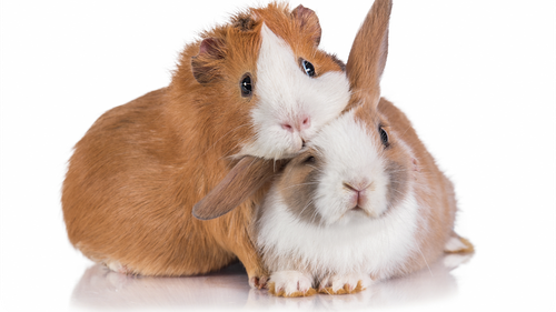 CONEJOS, COBAYOS & HAMSTER