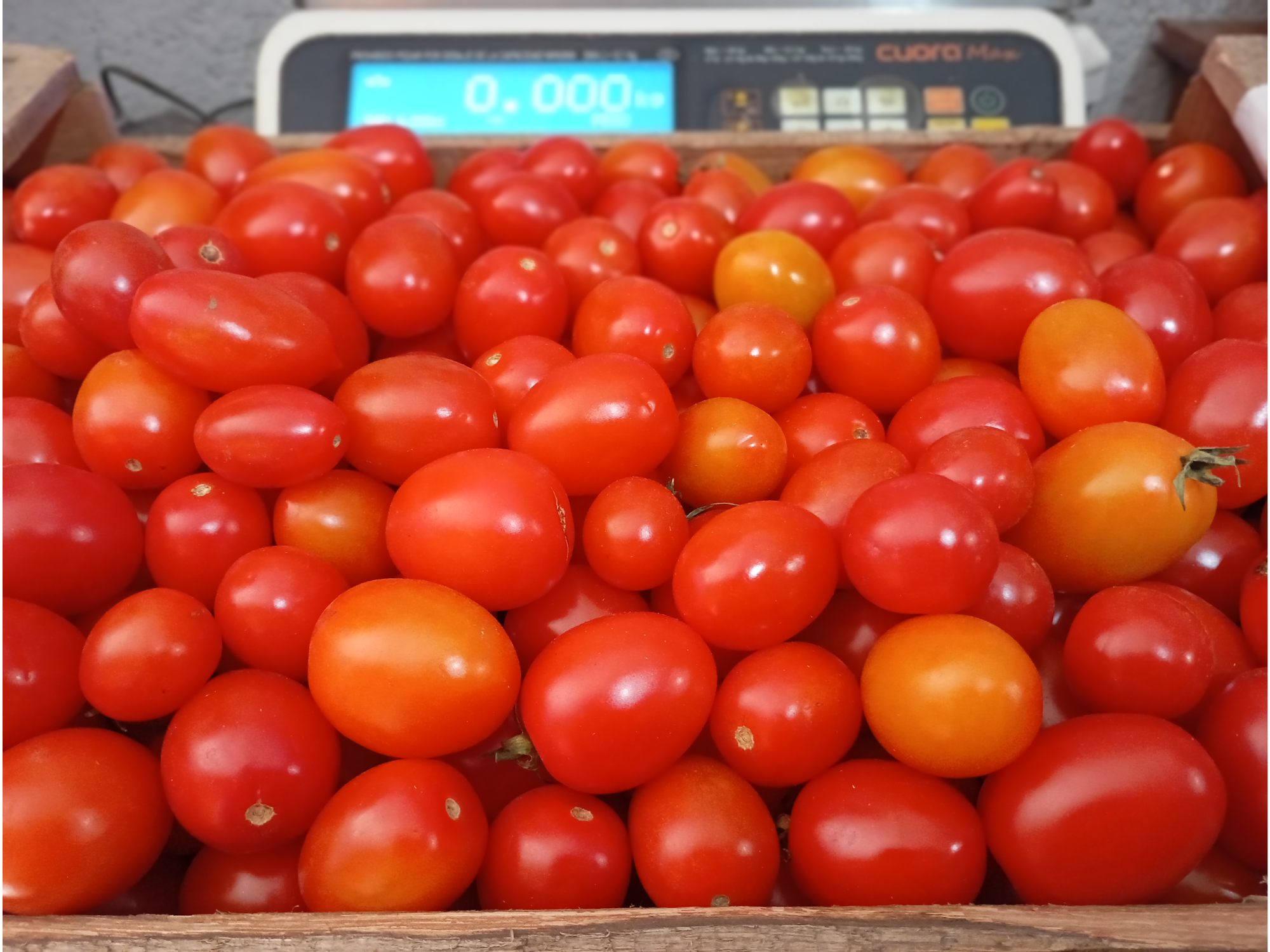 Tomate cherry
