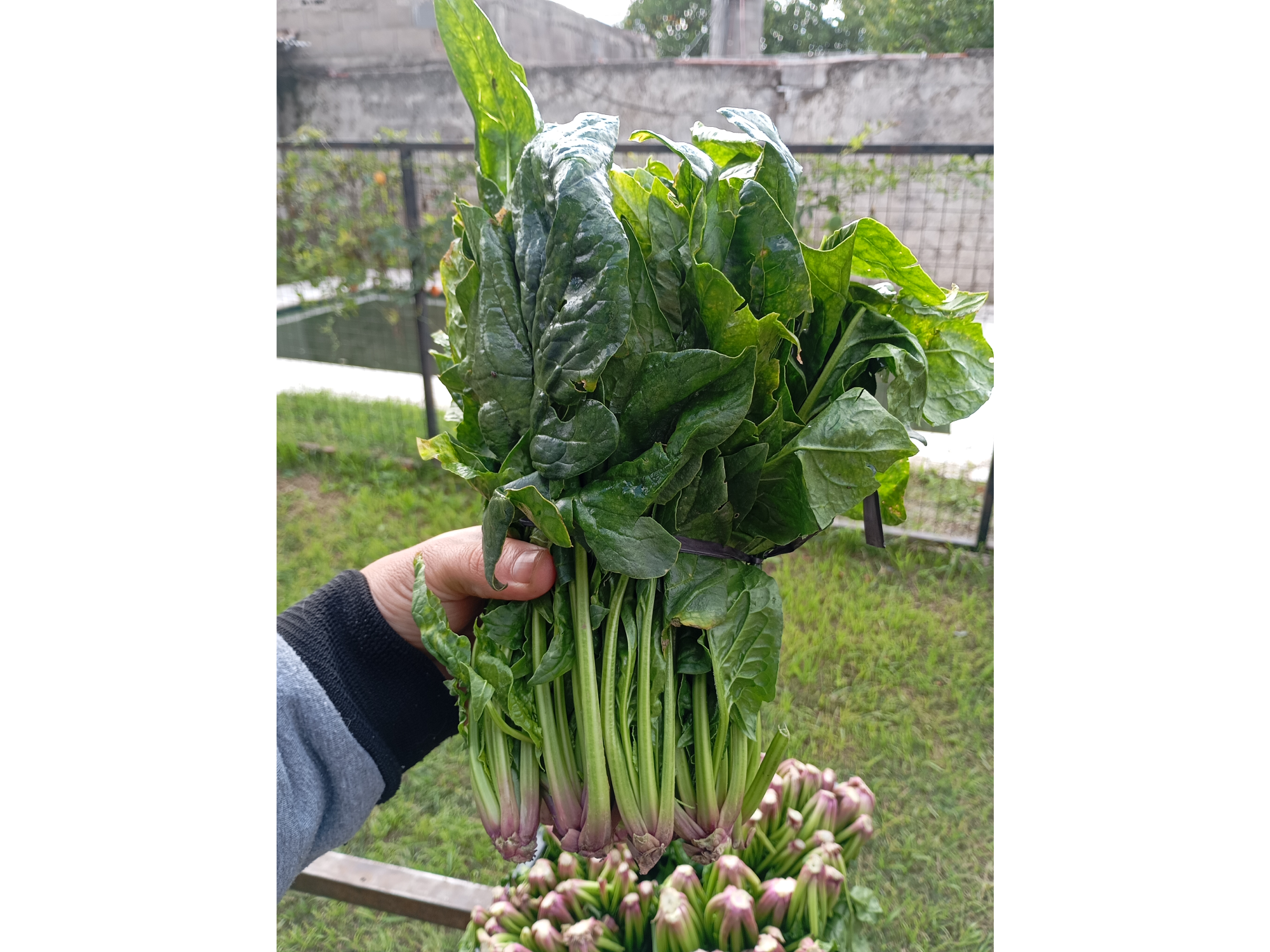 Espinaca