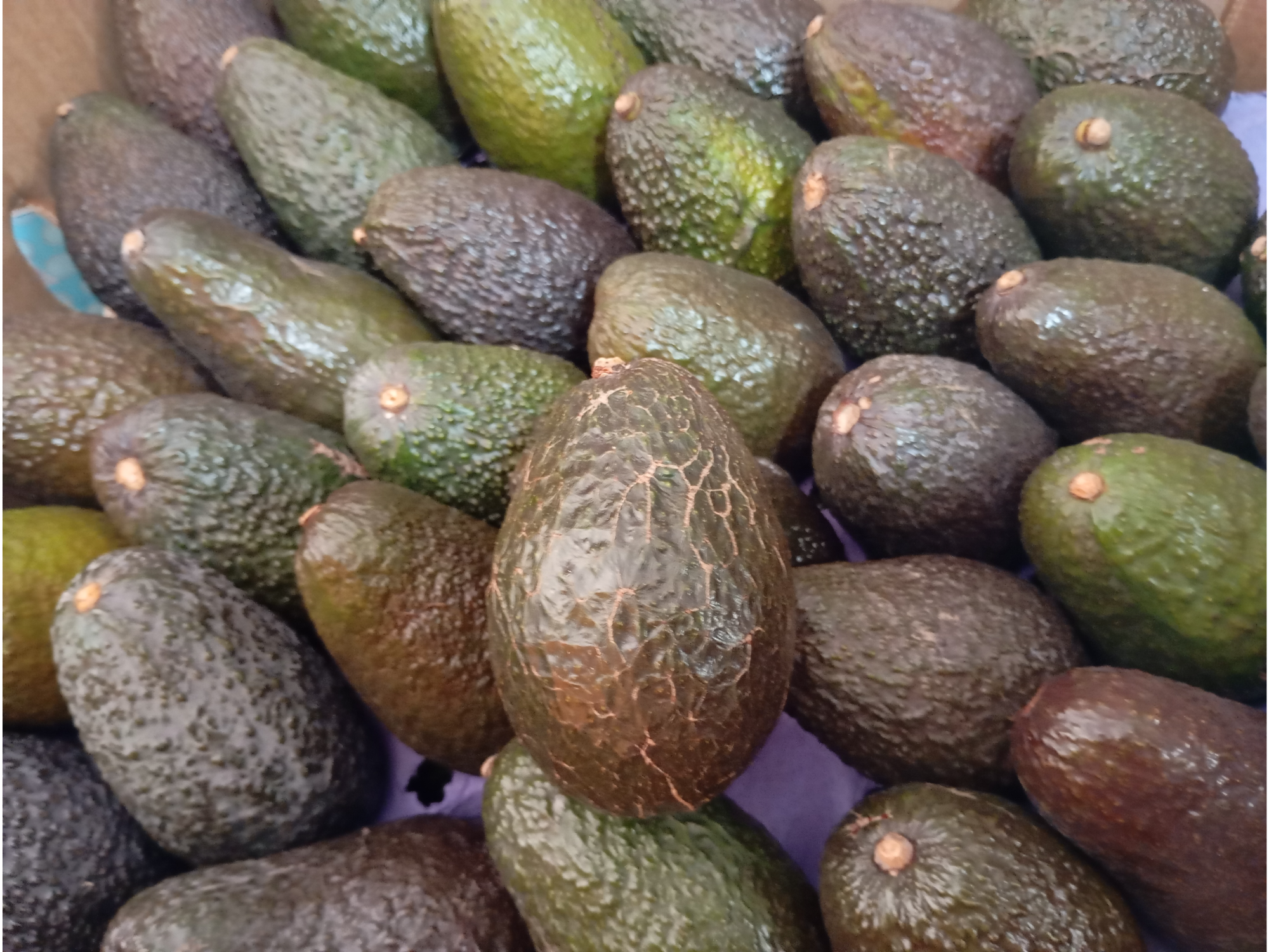 Palta hass