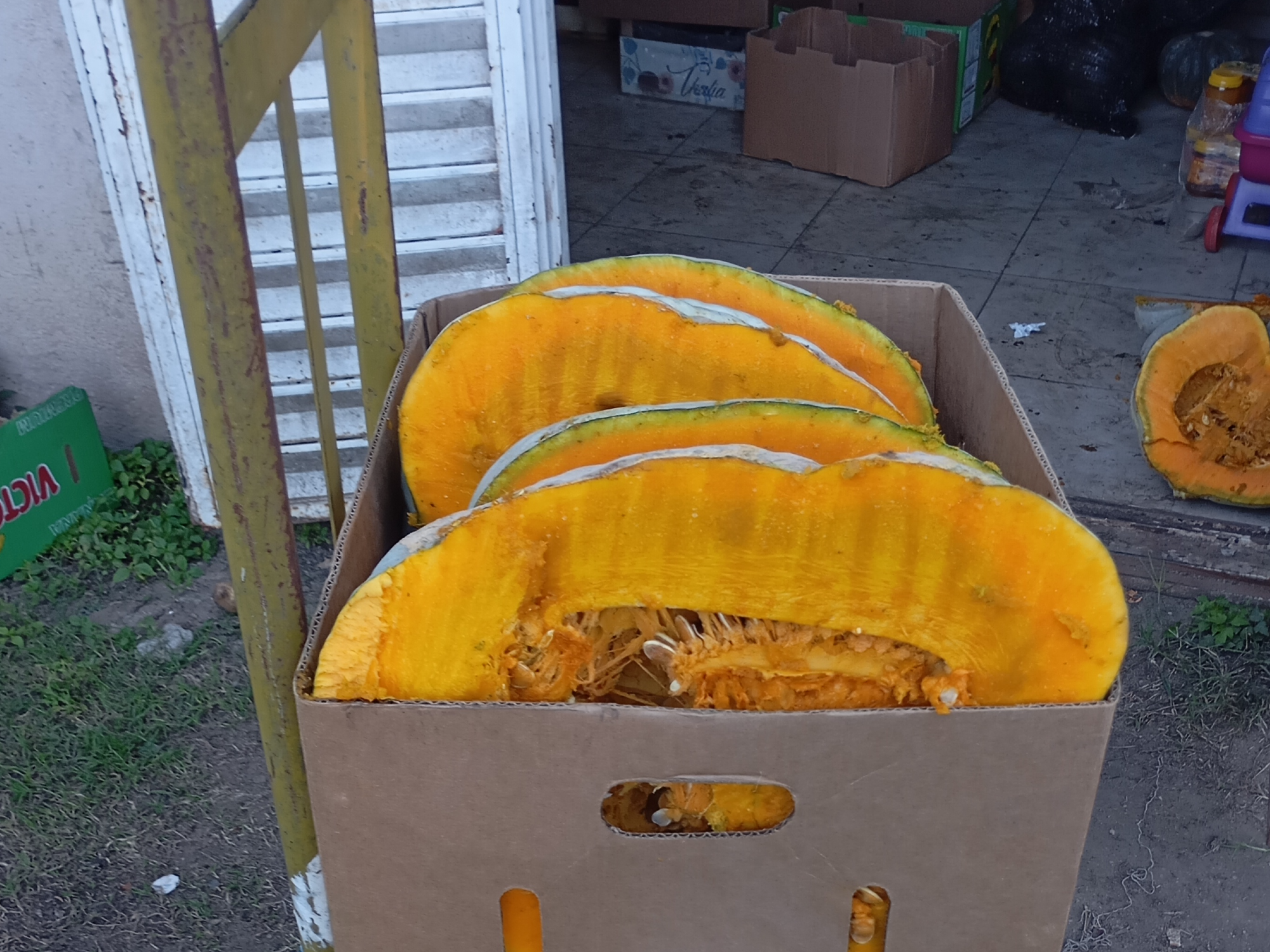 Zapallo criollo