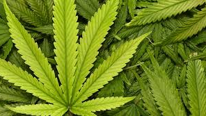 PRODUCTOS A BASE DE CBD