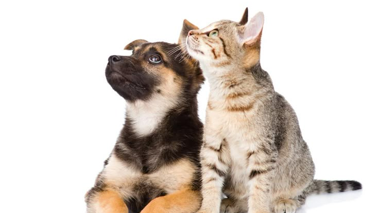 Pet Shop