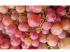 Uva Red Globe