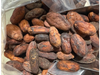 Semilla de Cacao