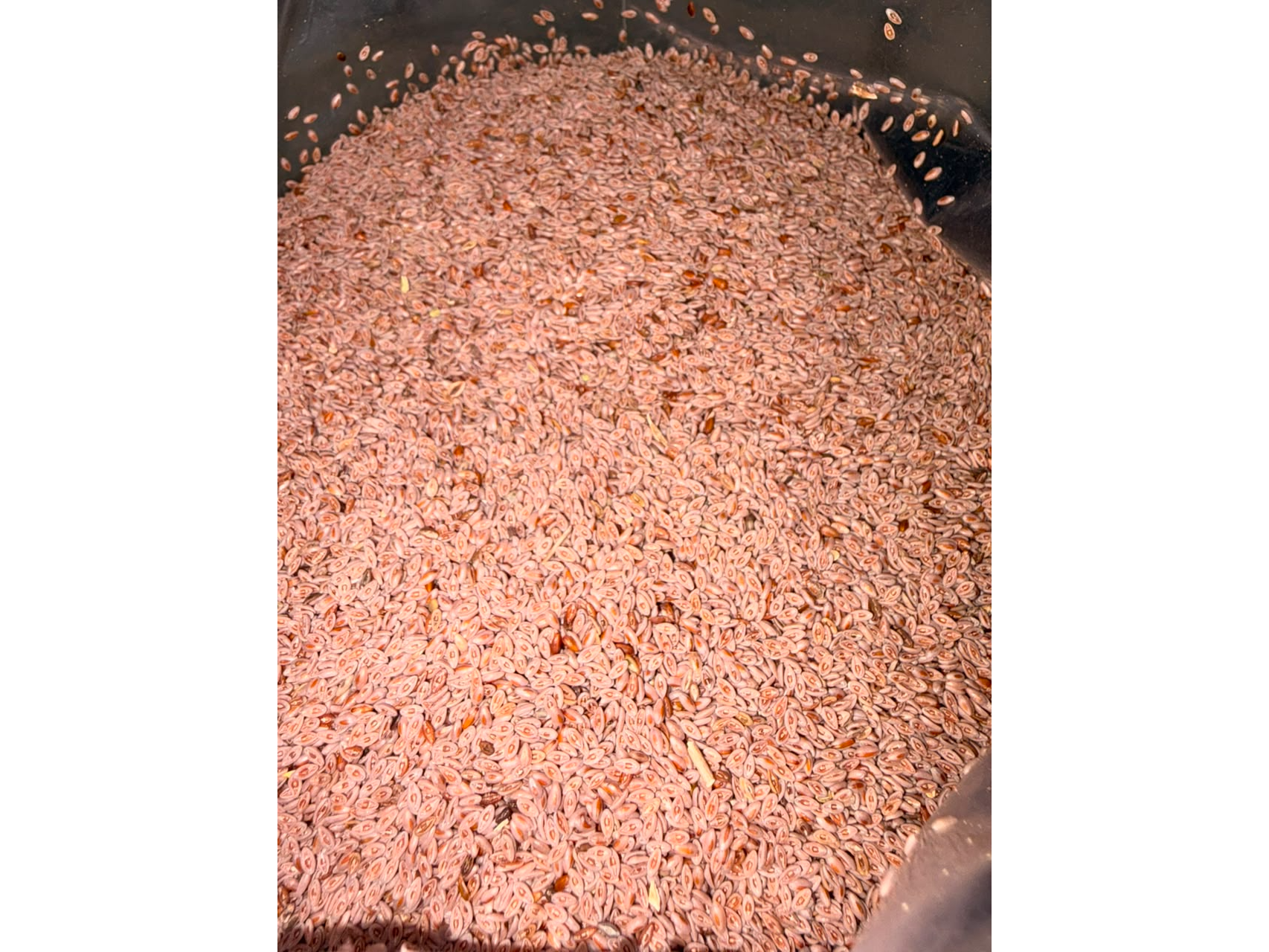 Psyllium