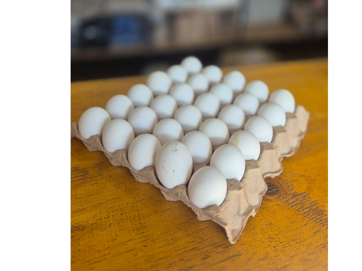 HUEVO MEDIANO BLANCO X MAPLE