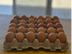 HUEVO COLOR GRANDE X MAPLE