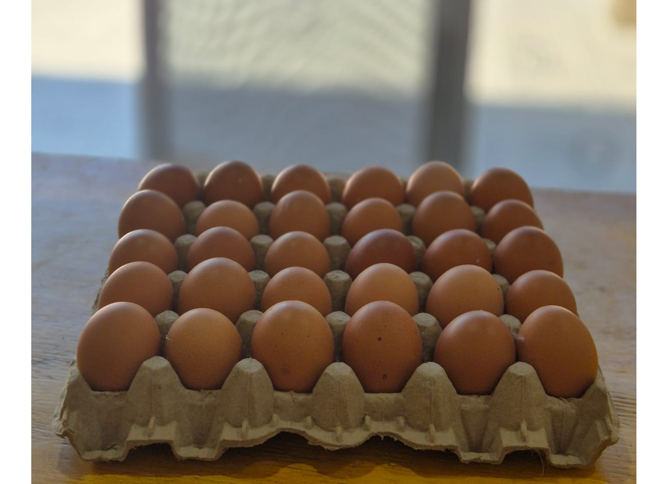 HUEVO COLOR MEDIANO X MAPLE