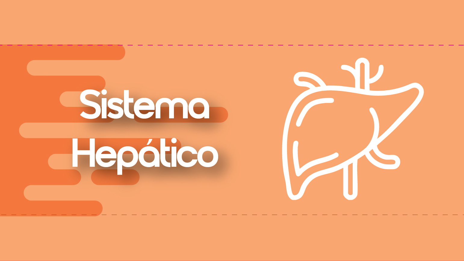SISTEMA HEPATICO