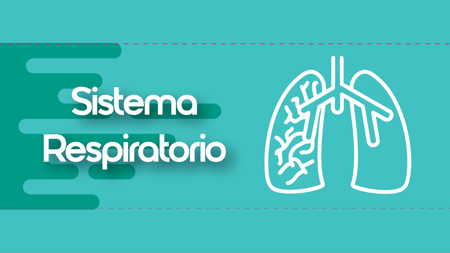 SISTEMA RESPIRATORIO
