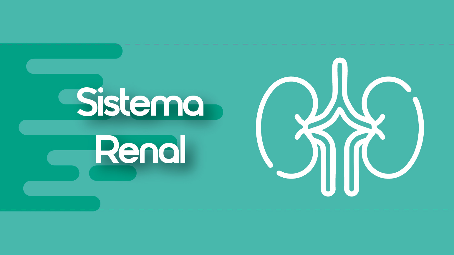 SISTEMA RENAL