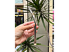 BOMBILLA PICO DE LORO CON APLIQUE DORADO 16CM