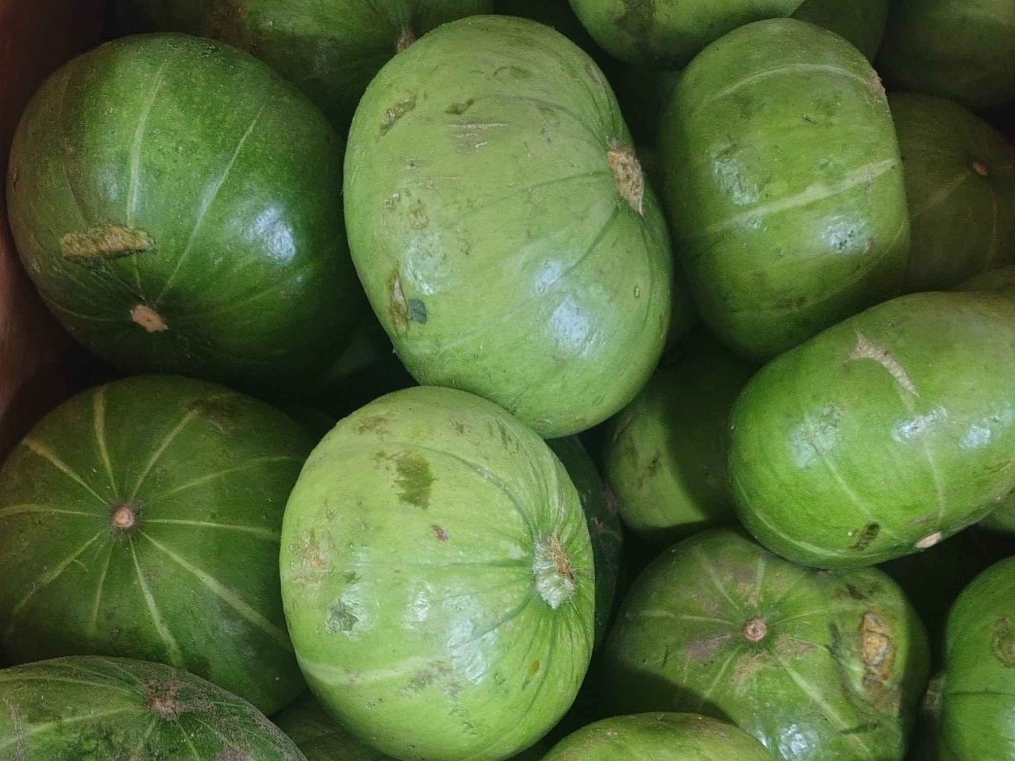 Zapallitos verde