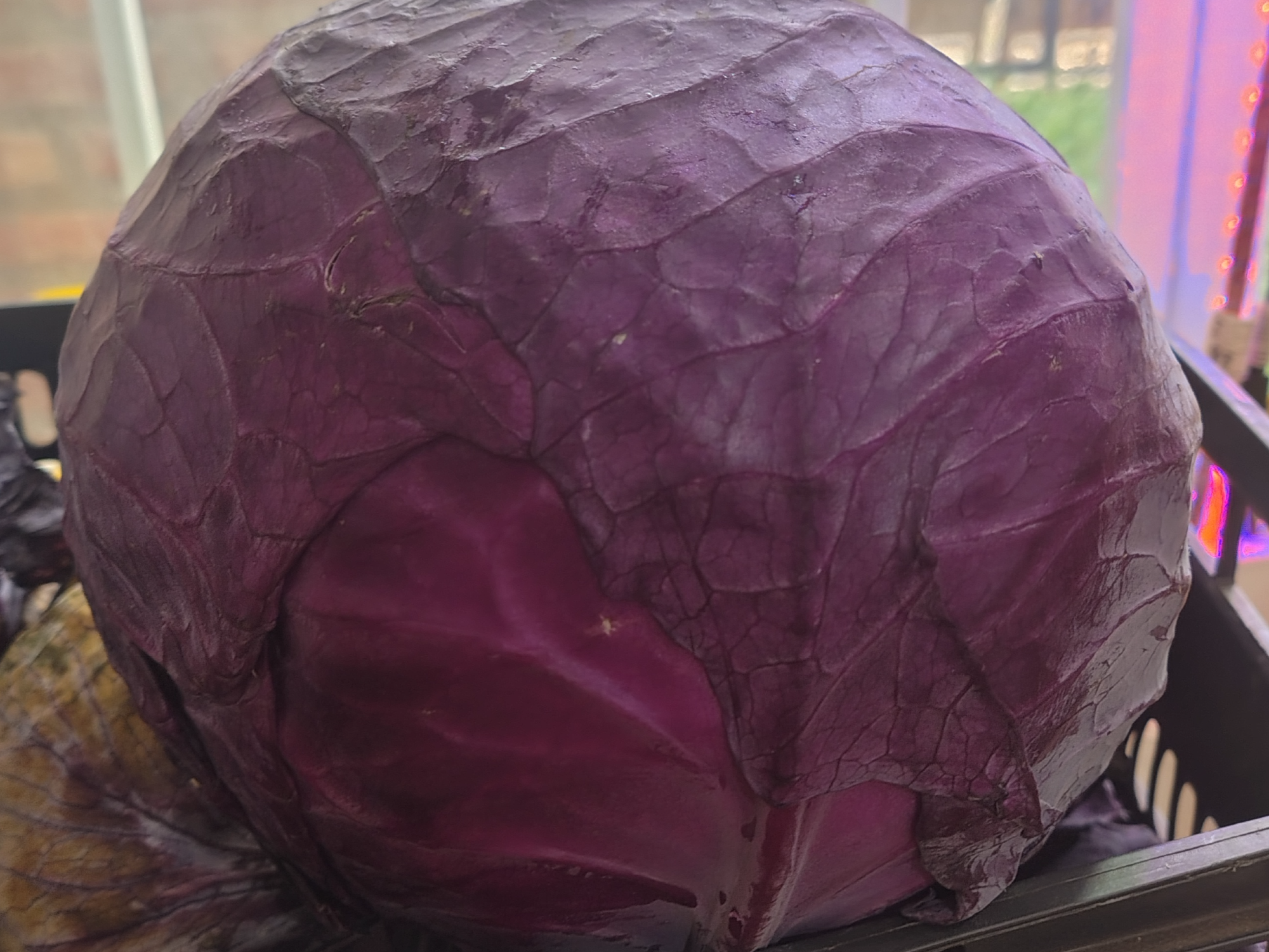 Repollo blanco o morado