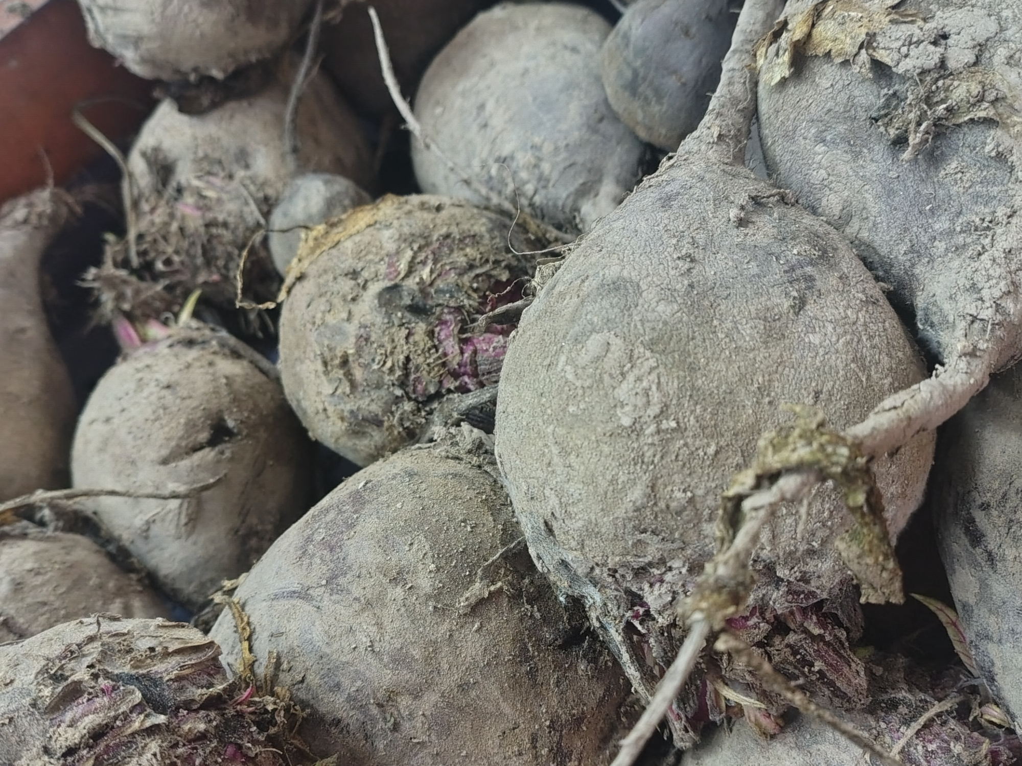 Remolacha (sin hoja)