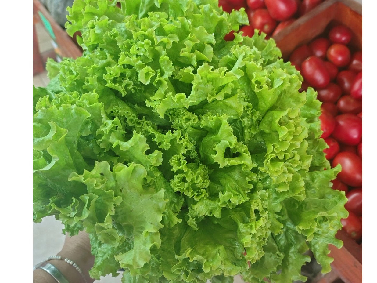 Lechuga crespa