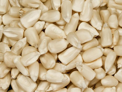 Maiz blanco