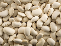 Porotos pallares