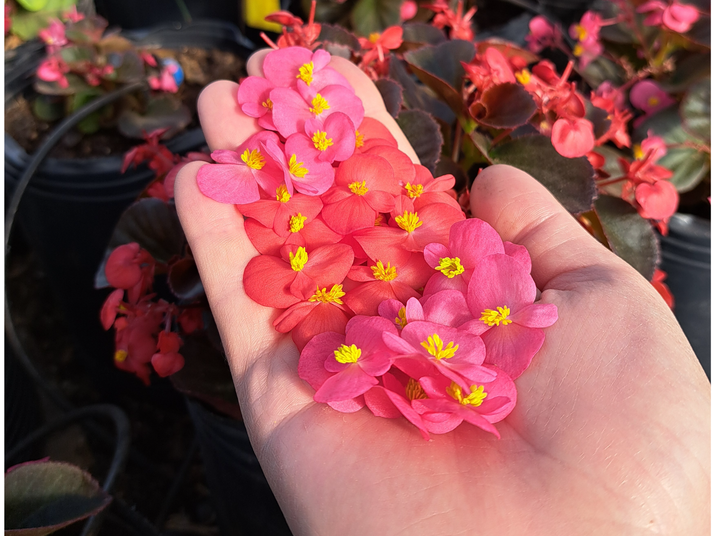 Nacar simple, flores ácidas.