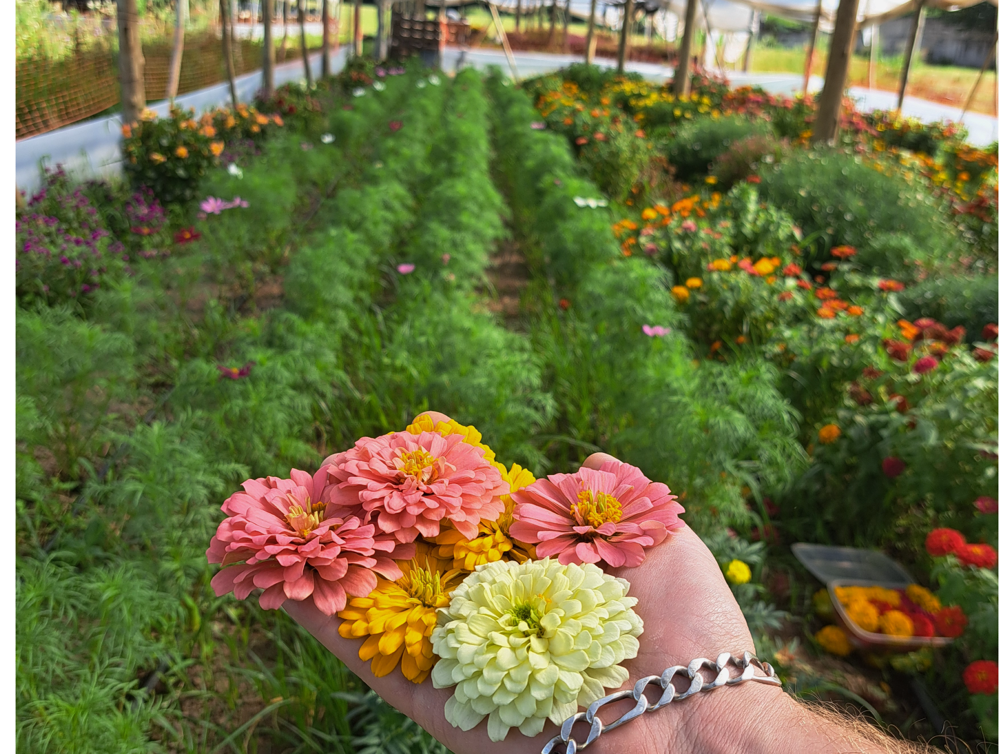 Zinnias