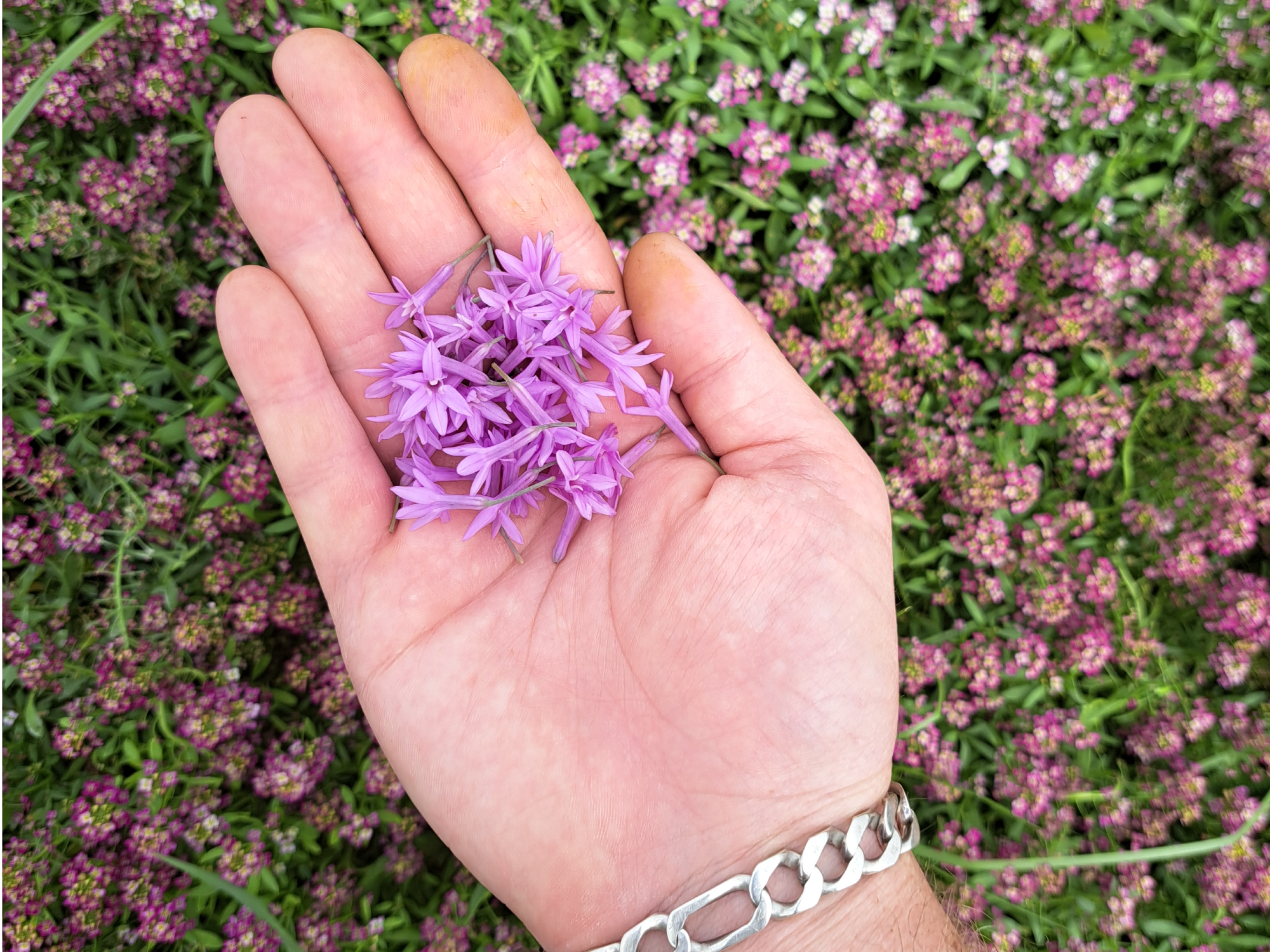 Tulbalghia, sabor a ajo intenso