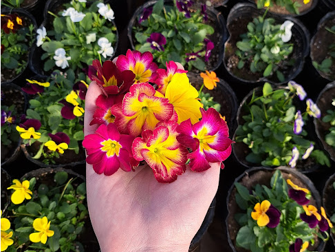 Primulas primavera