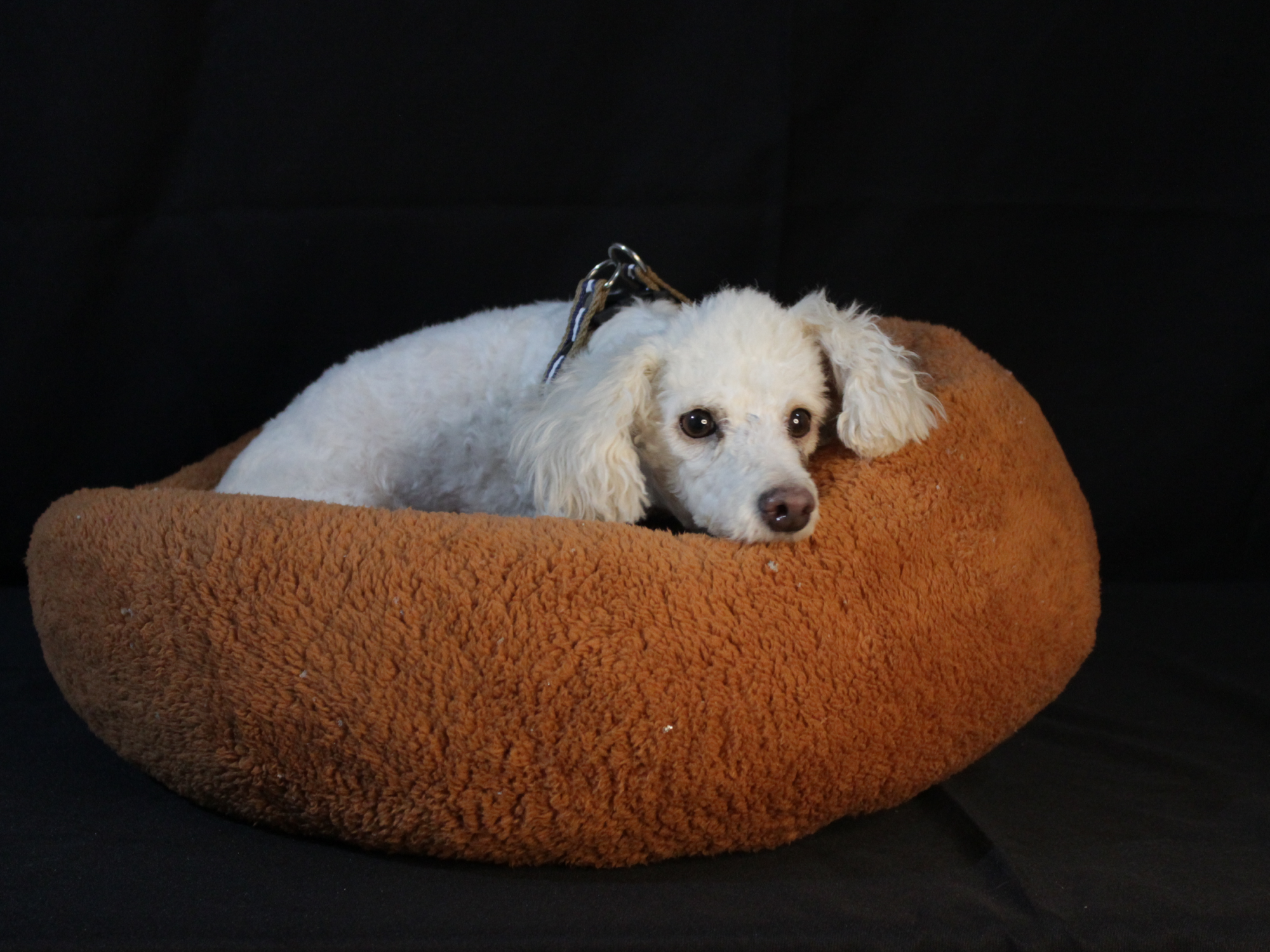 NIDITOS DESMONTABLES