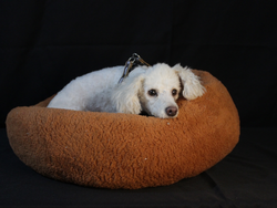 NIDITOS DESMONTABLES