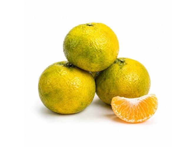 MANDARINA CRIOLLA