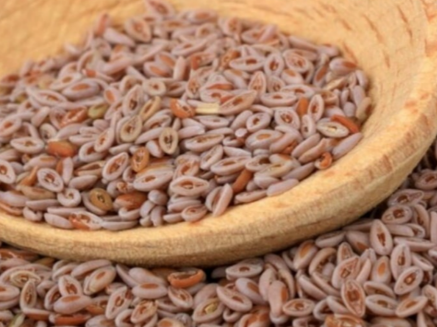 Psyllium