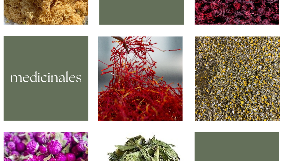 Hierbas medicinales