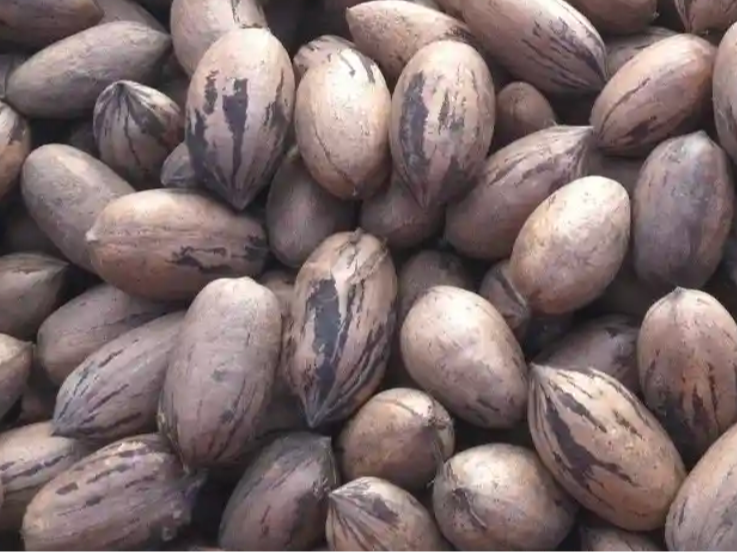nuez Pecan casacara