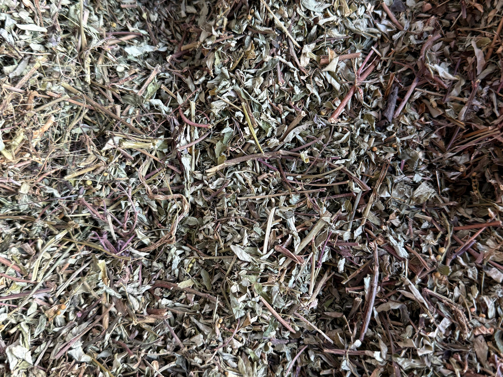Chanca Piedra hoja