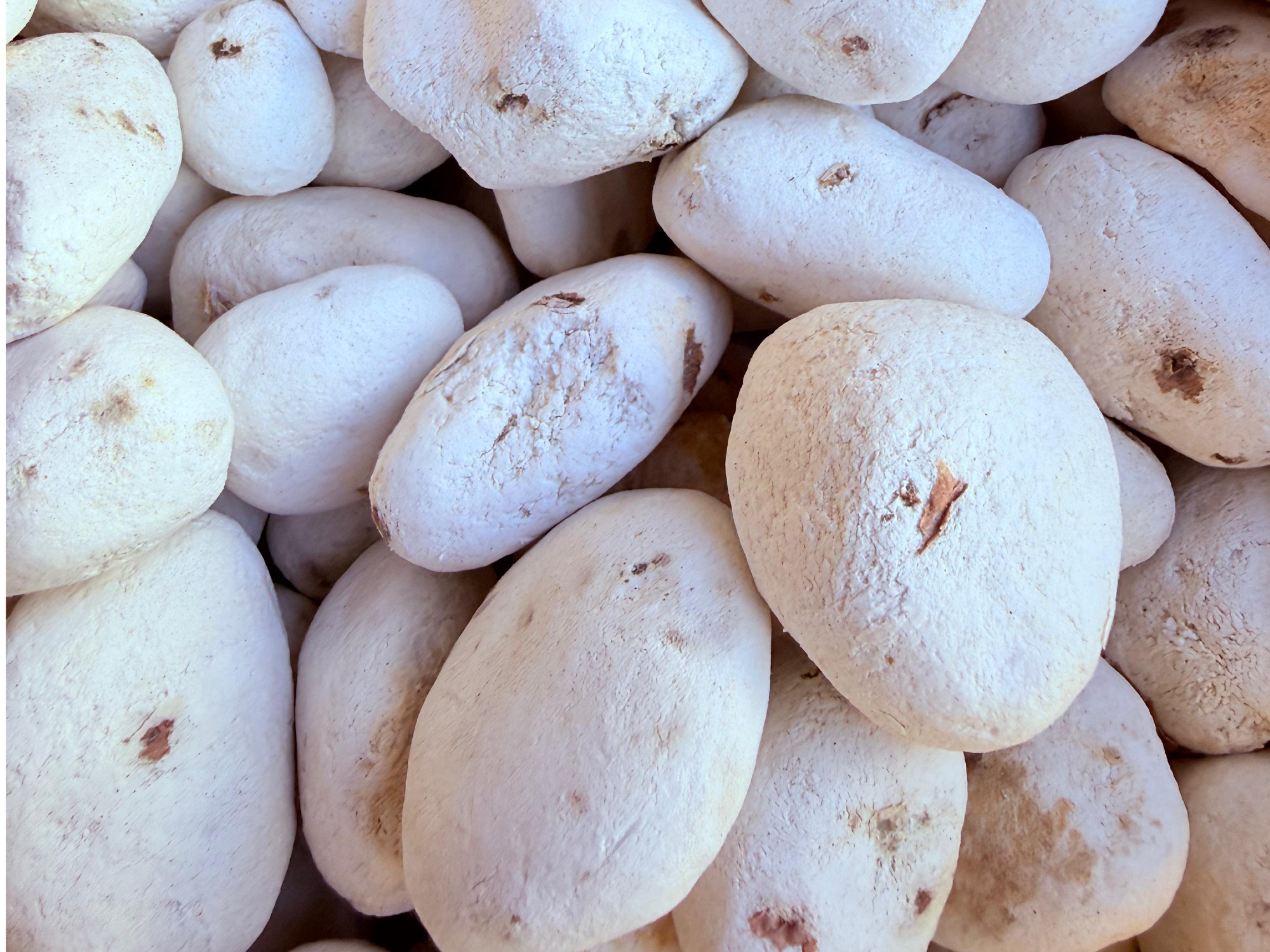 Tunta redonda (peru)