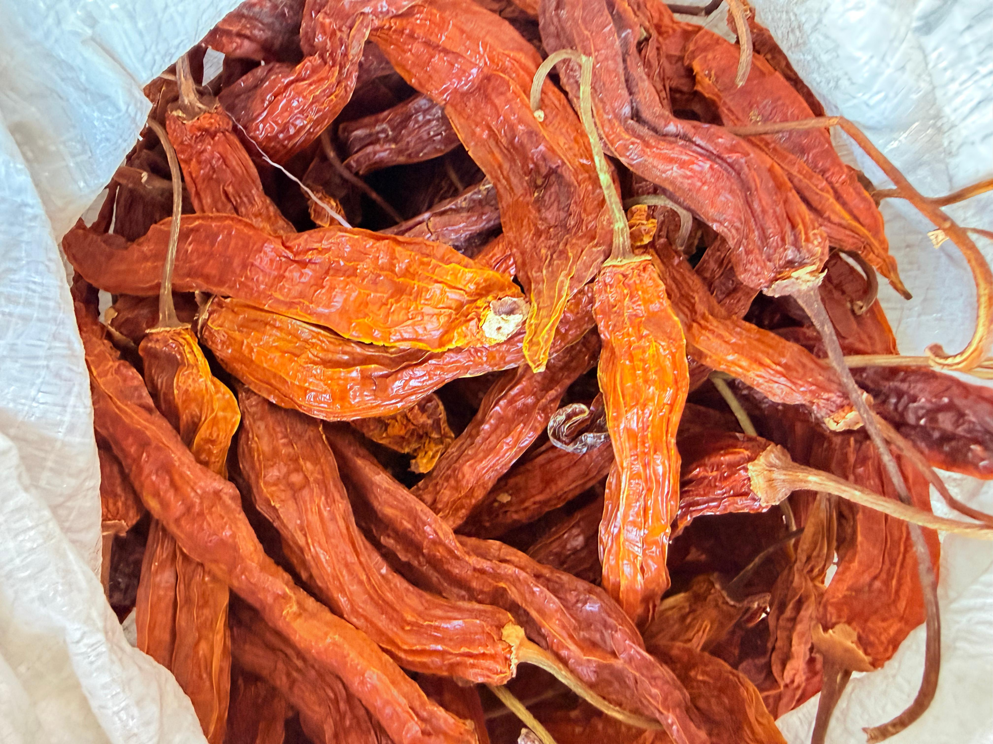 Aji en vaina (amarillo)