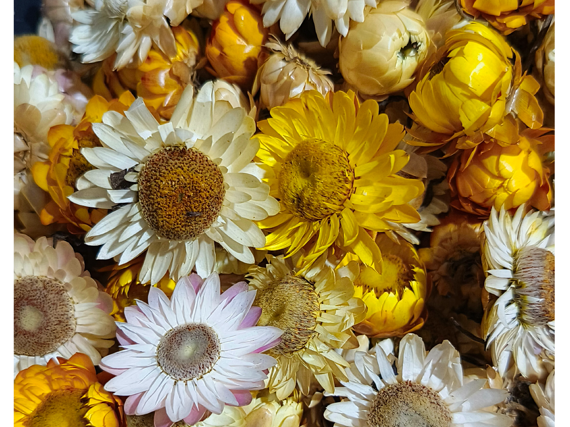 Flor de Oropel