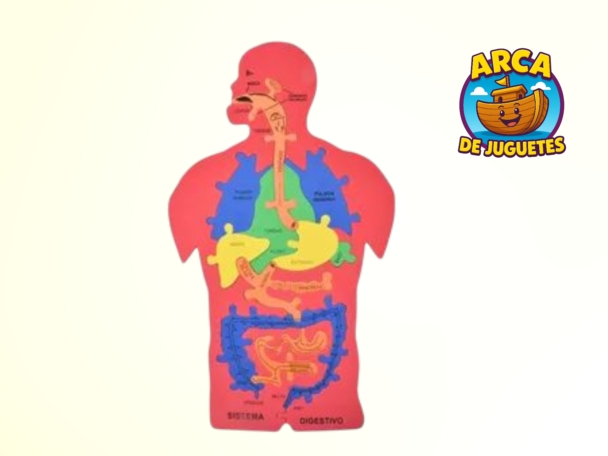 Sistema digestivo