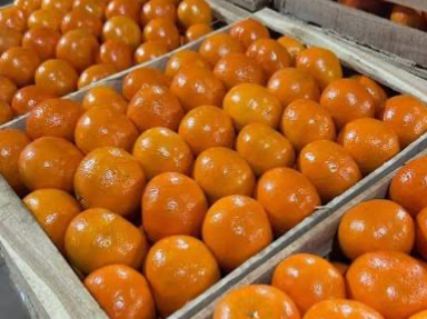 Mandarina Nova