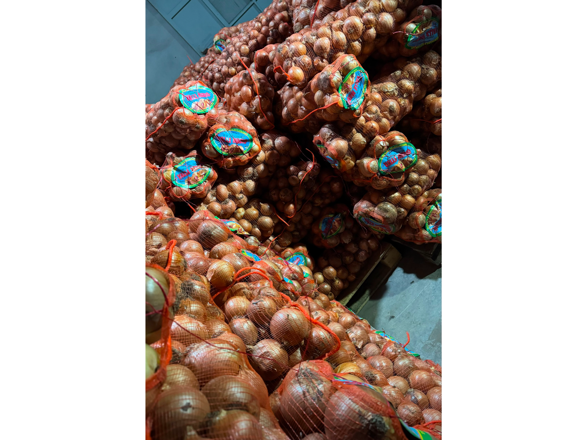 CEBOLLA