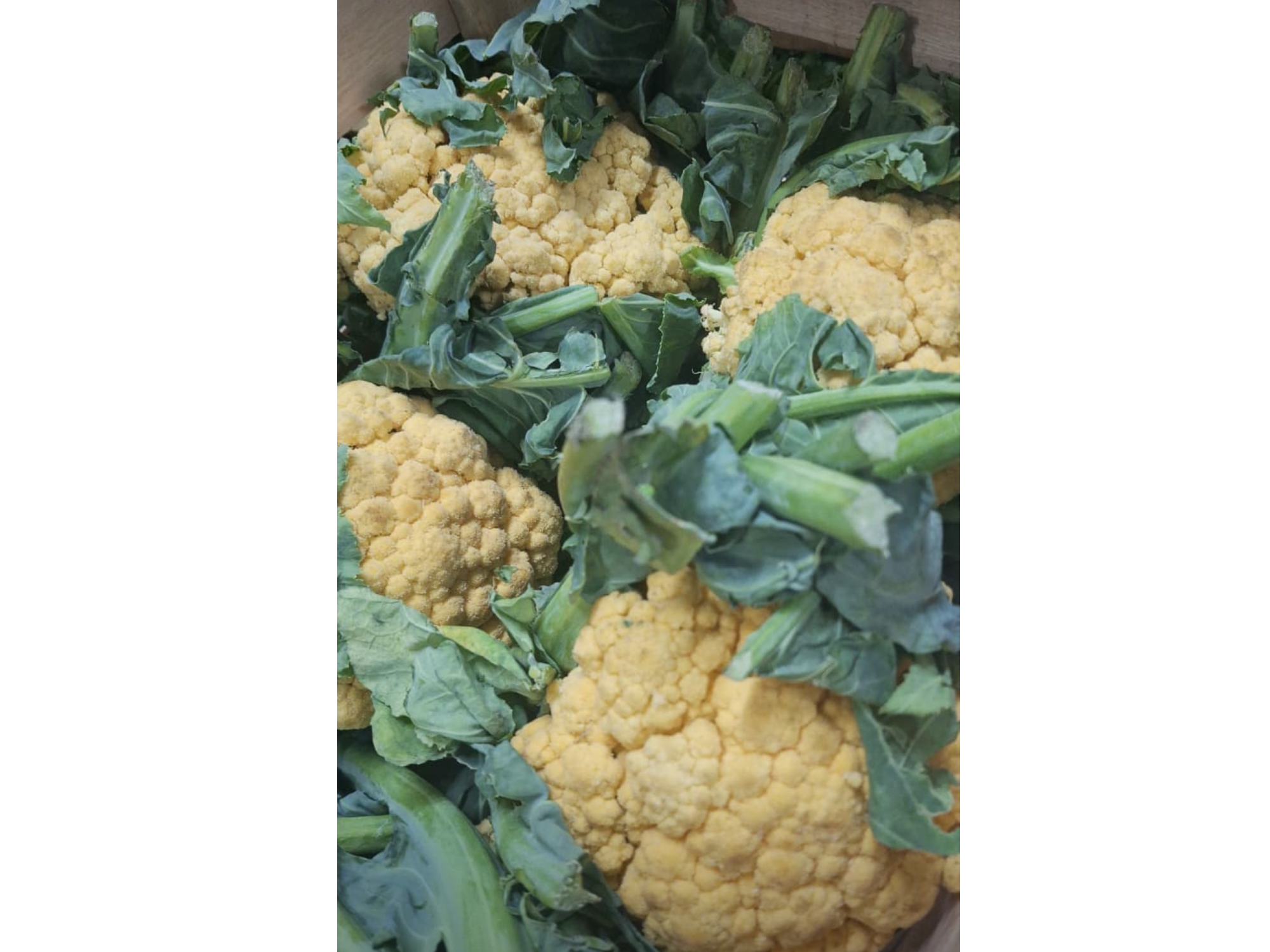 COLIFLOR amarillo