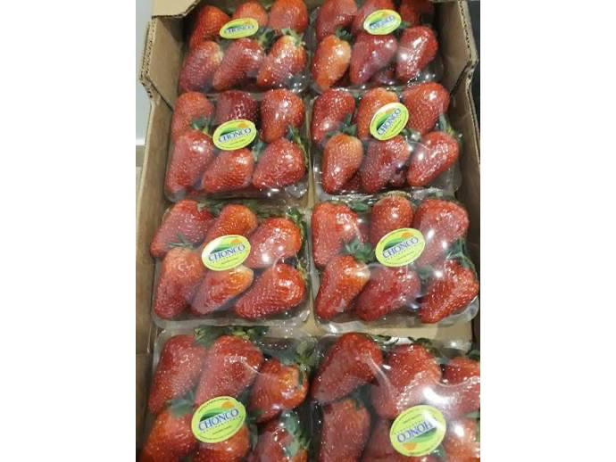 Frutilla Cubeta