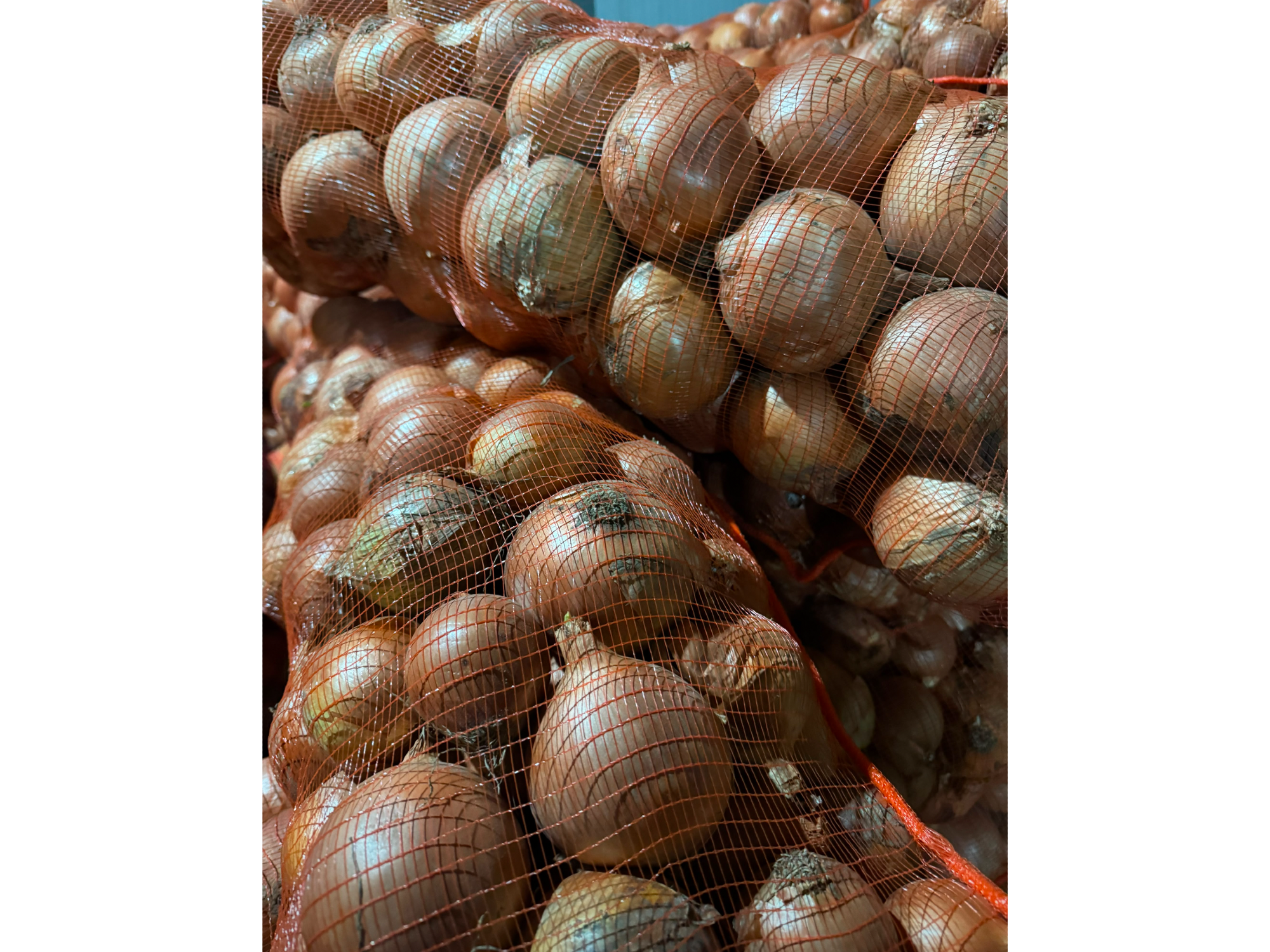 Cebollon