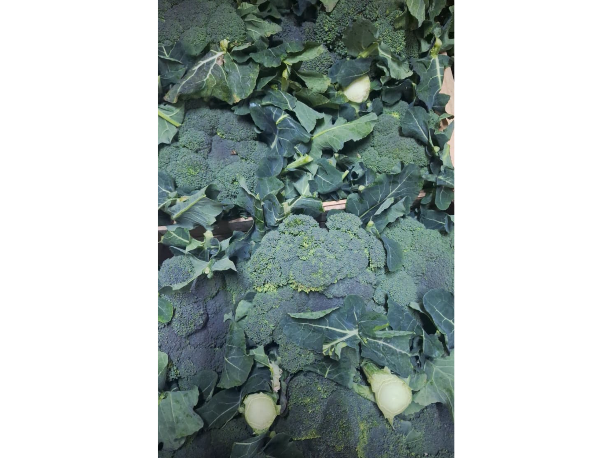 BROCOLI