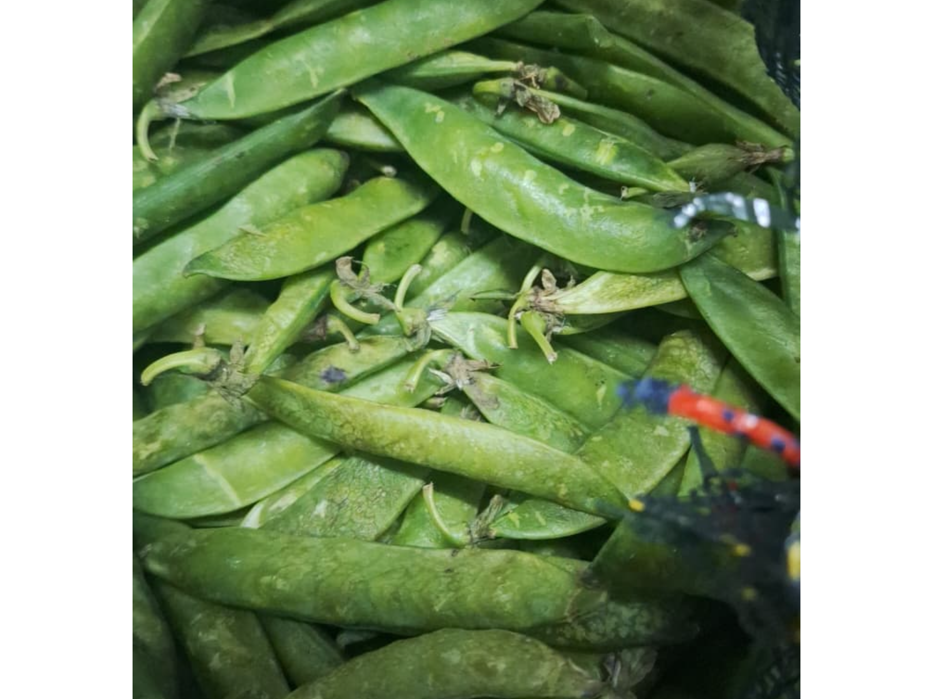 Arvejas