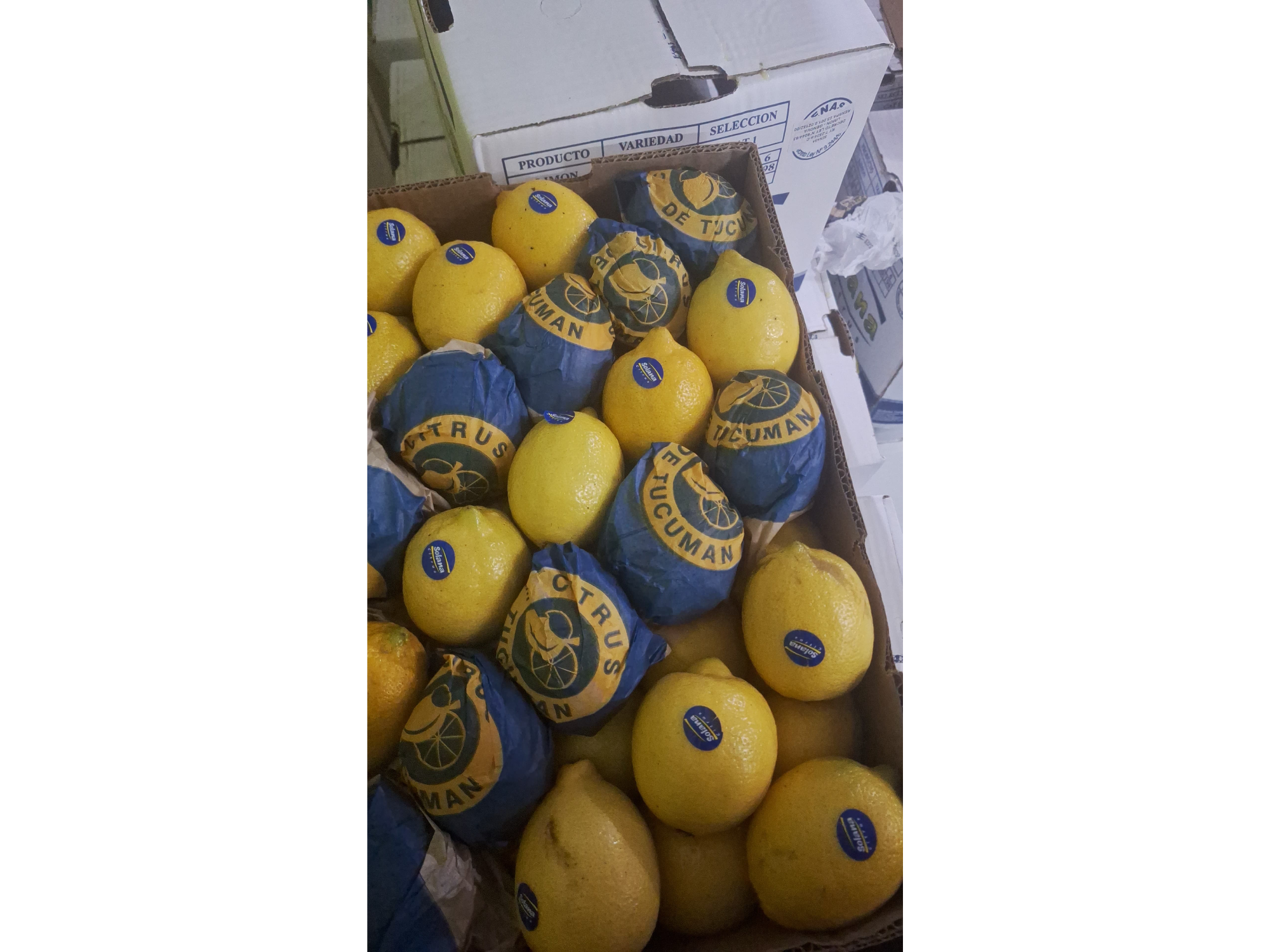 Limón