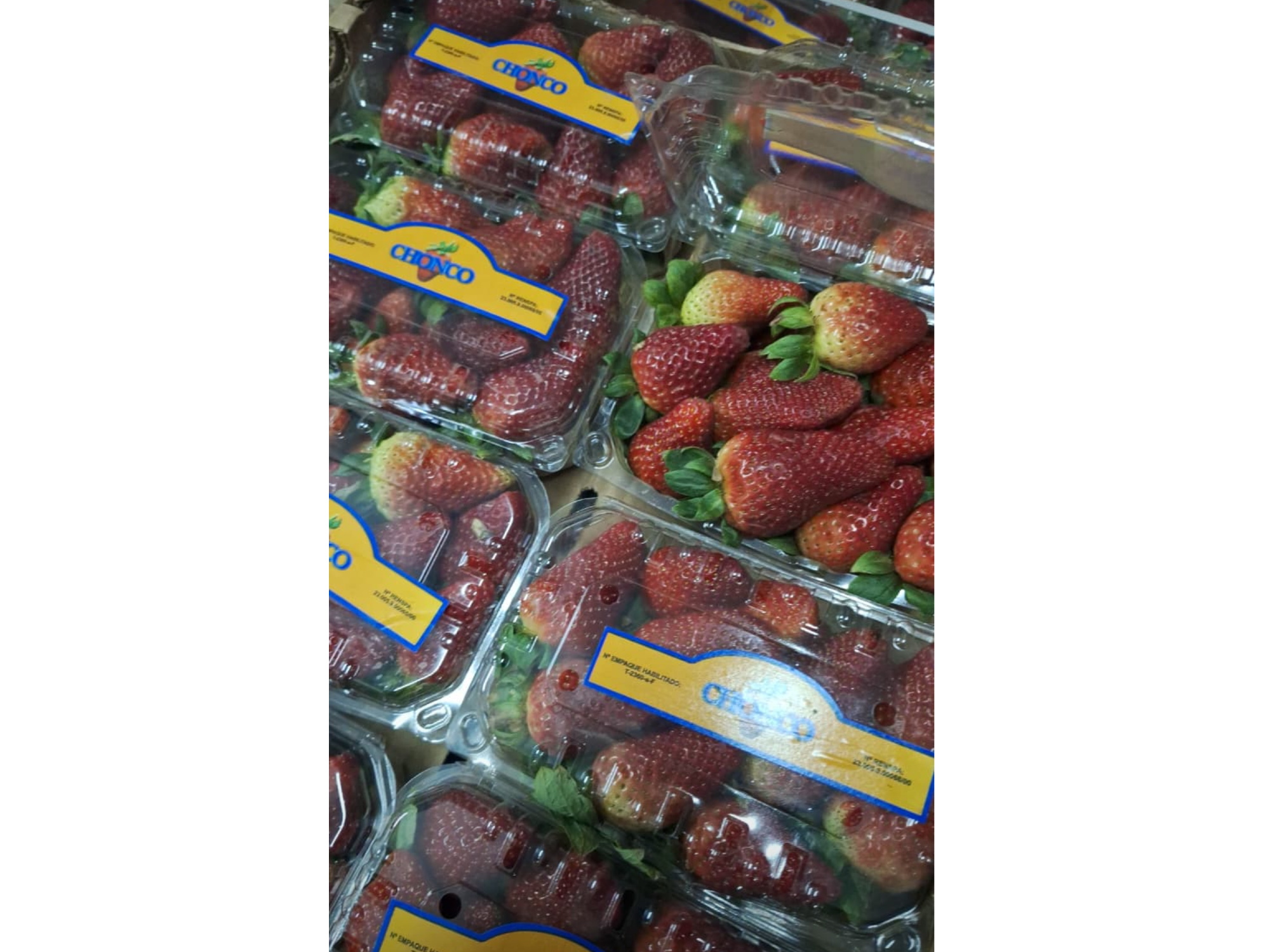 Frutilla plafón