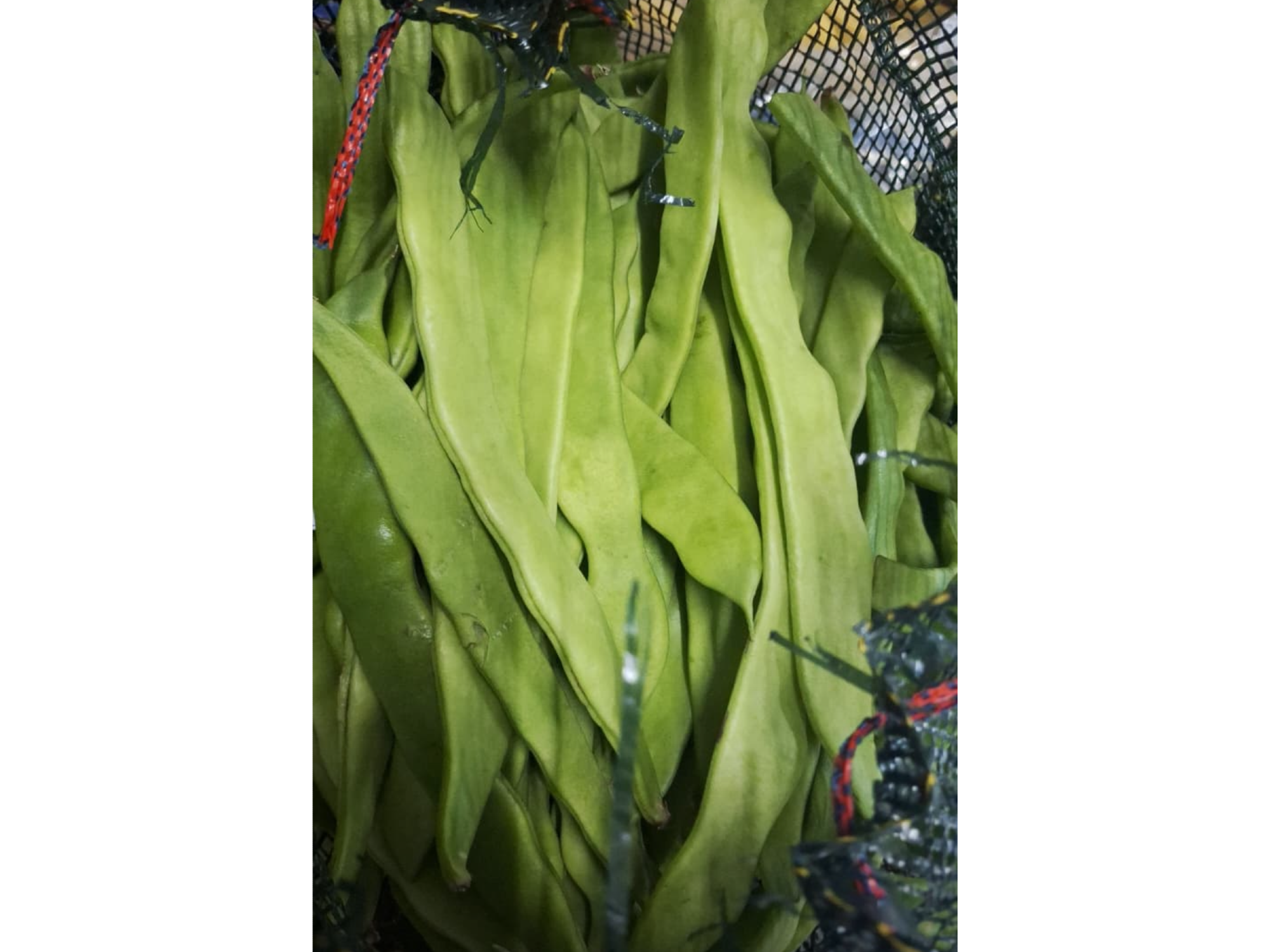 CHAUCHA ANCHA